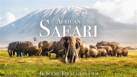 safari tube|AFRICAN SAFARI 4K .